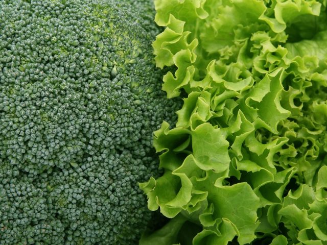 Quels légumes verts consommer en septembre pour booster votre santé ?