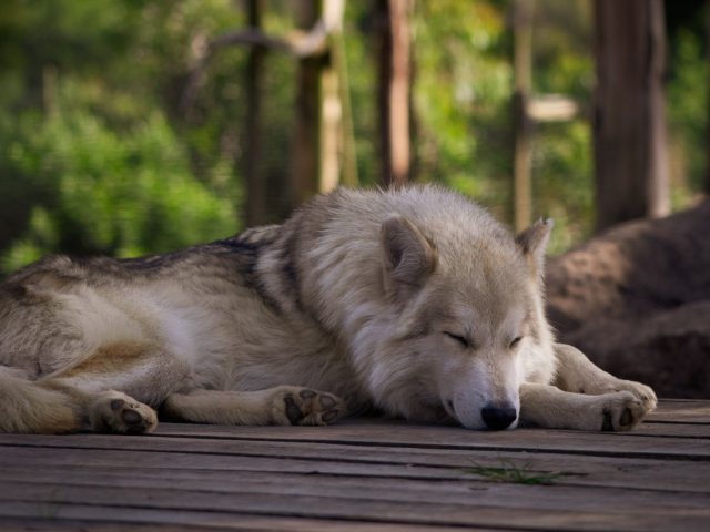 Gérer son sommeil pour des événements d’endurance